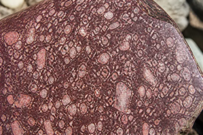 Fragment de roche magmatique porphyre montrant ses cristaux caractéristiques et sa teinte pourpre.